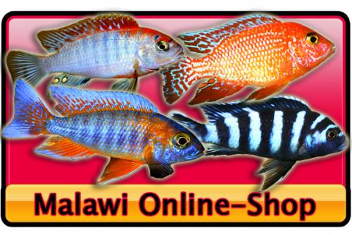 malawi versand | grte arten auswahl im netz